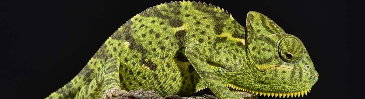 Reptiles