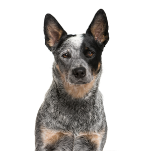 Australian Cattle Dog