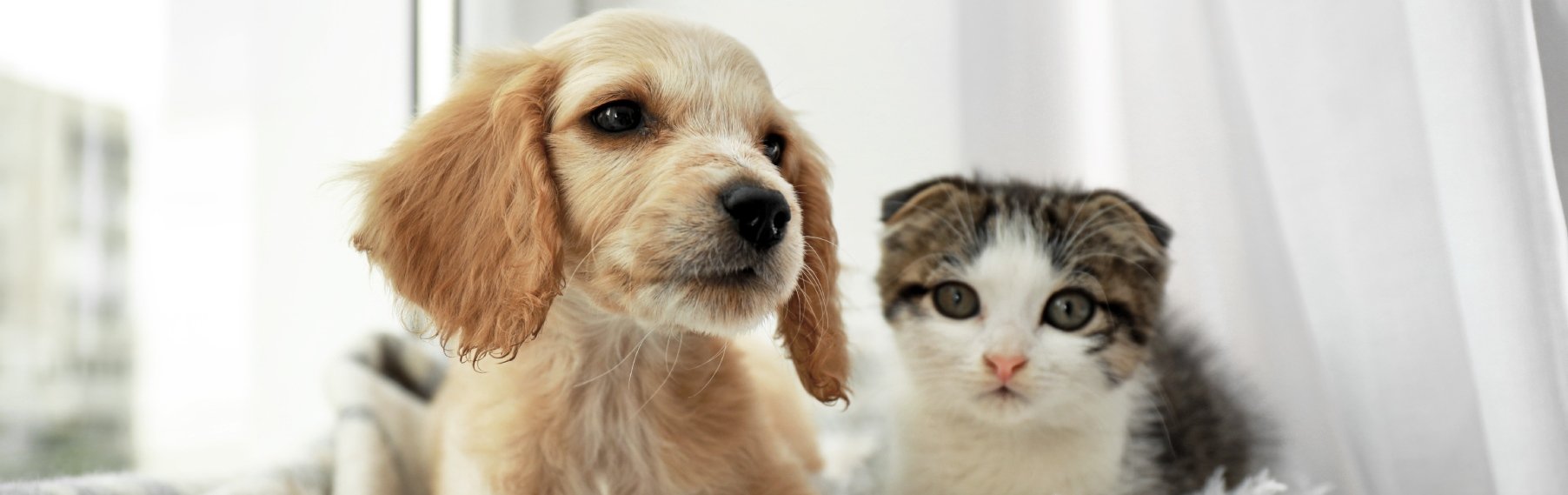 Pet Store Banner