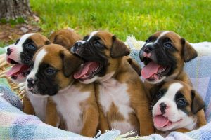 Boxer Puppies for Sale