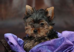 Yorkie Puppies for Sale