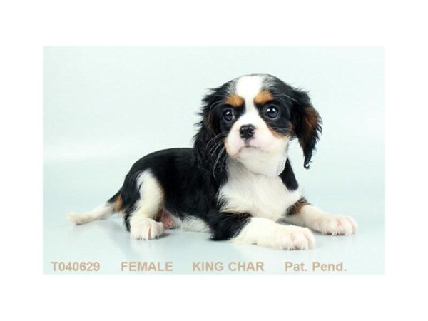 Cavalier King Charles-DOG-Female-BLK & WH:TN MKGS-2335-Petland Hilliard, Ohio