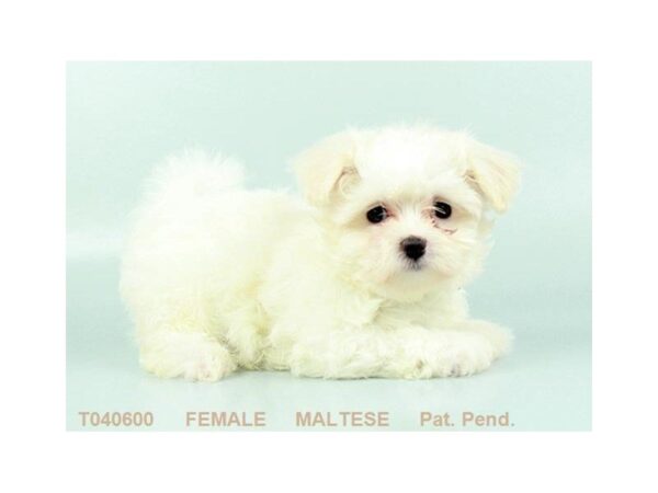 Maltese-DOG-Female-WH-2336-Petland Hilliard, Ohio