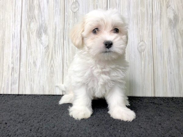 Malshi-DOG-Female-CREAM WHITE-2339-Petland Hilliard, Ohio