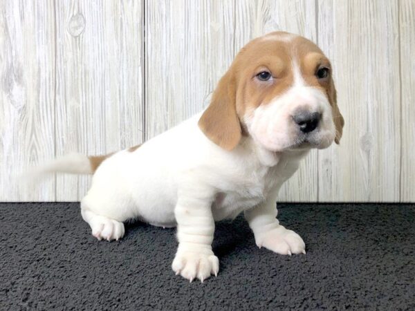 Walrus-DOG-Female-Red & White-2348-Petland Hilliard, Ohio