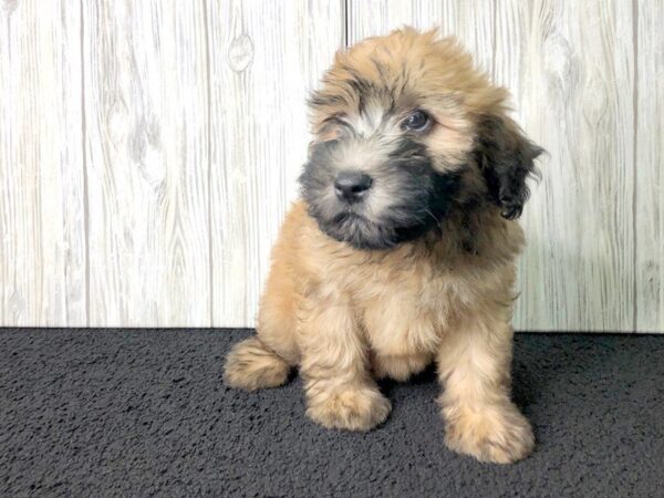 Soft Coated Wheaten Terrier-DOG-Female-Brown-2349-Petland Hilliard, Ohio