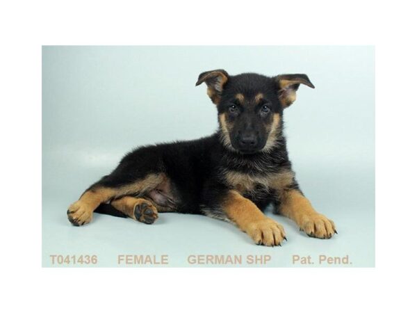 German Shepherd Dog-DOG-Male-BLK & TN-2352-Petland Hilliard, Ohio