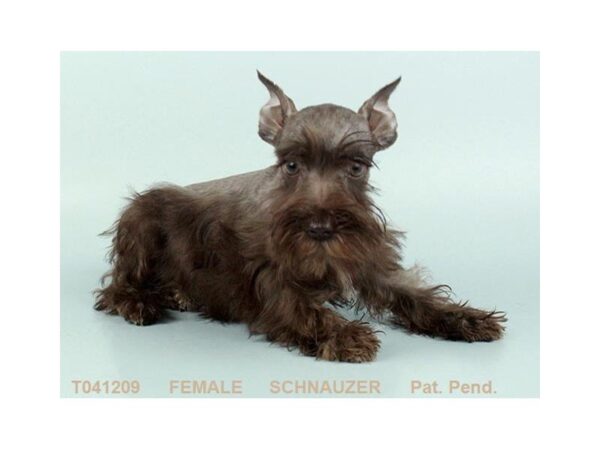 Miniature Schnauzer-DOG-Female-LVR PEP-2356-Petland Hilliard, Ohio