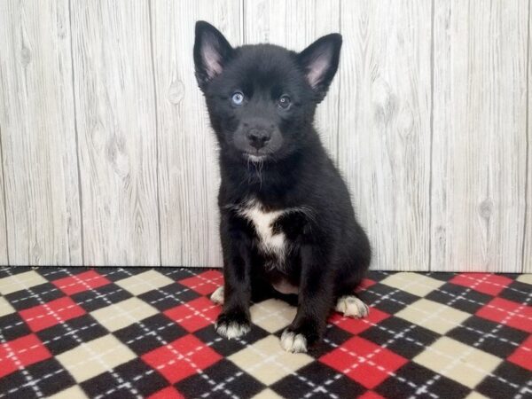 Pomsky-DOG-Female-black-2365-Petland Hilliard, Ohio