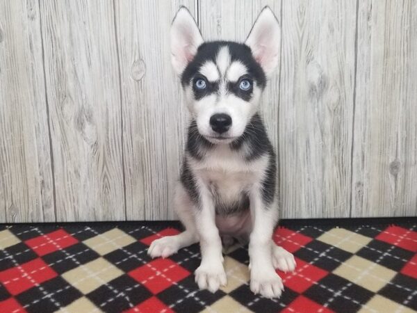 Siberian Husky-DOG-Female-Black & White-2359-Petland Hilliard, Ohio