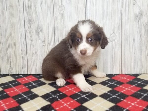 Mini Aussie-DOG-Female-Red tri-2361-Petland Hilliard, Ohio