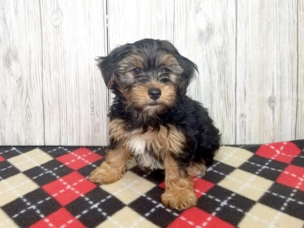 Yorkshire Terrier-DOG-Male-BLK TAN-2362-Petland Hilliard, Ohio