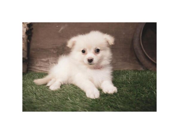 Pomeranian-DOG-Female-Cream-2371-Petland Hilliard, Ohio