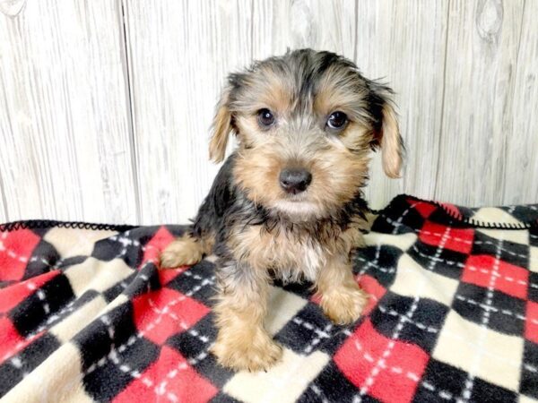 Yorkshire Terrier-DOG-Female-BLK TAN-2377-Petland Hilliard, Ohio