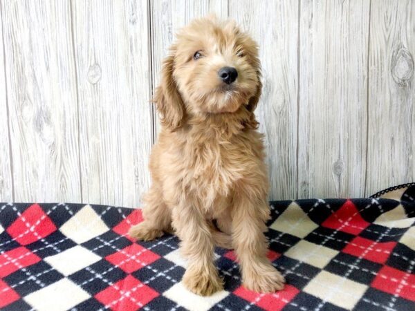 Mini Goldendoodle-DOG-Female--2379-Petland Hilliard, Ohio