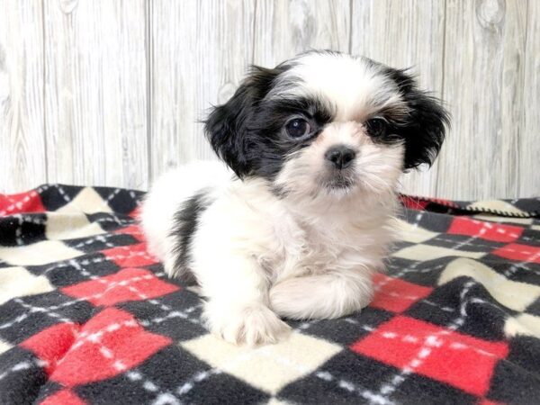 Shih Tzu-DOG-Female-BRINDLE WHITE-2376-Petland Hilliard, Ohio