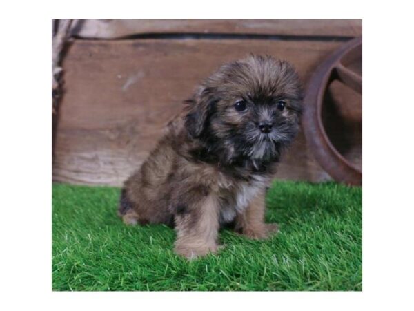 Lhasa Apso-DOG-Female-Golden-2391-Petland Hilliard, Ohio