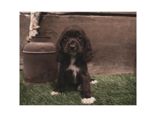 Cocker Spaniel-DOG-Female-Brown-2389-Petland Hilliard, Ohio