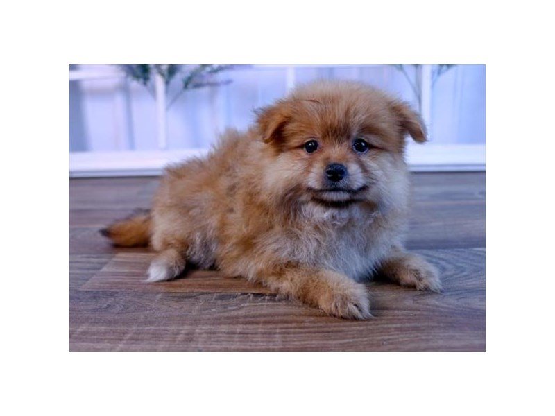 Pomeranian Puppy Apricot ID 2388 Located at Petland Hilliard Ohio