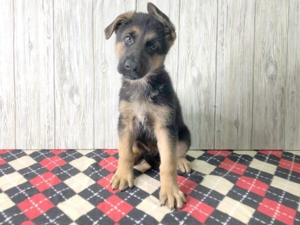 German Shepherd-DOG-Male-Black and Tan-2384-Petland Hilliard, Ohio