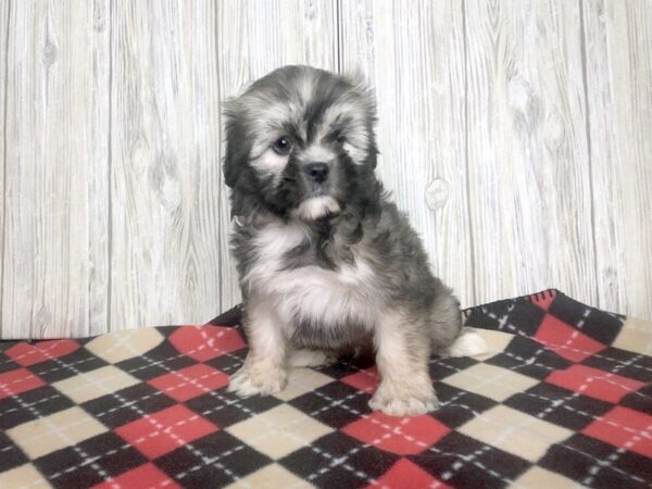 Lhasa Apso-DOG-Male-Cream-2396-Petland Hilliard, Ohio