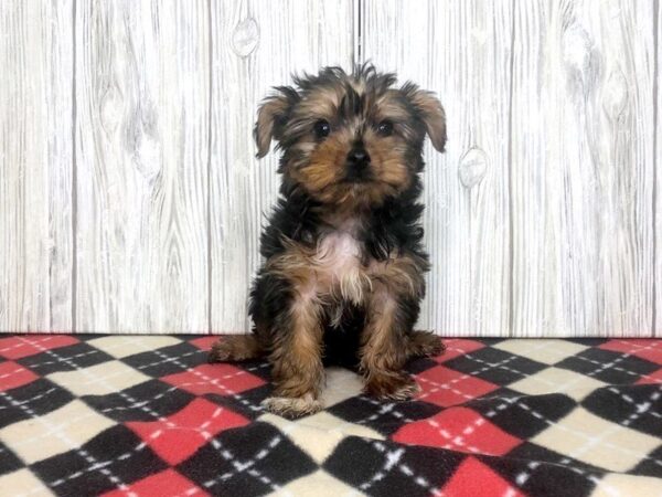 Yorkshire Terrier-DOG-Male-Black / Tan-2398-Petland Hilliard, Ohio