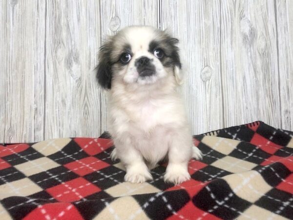 Pekingese-DOG-Female-Cream-2399-Petland Hilliard, Ohio