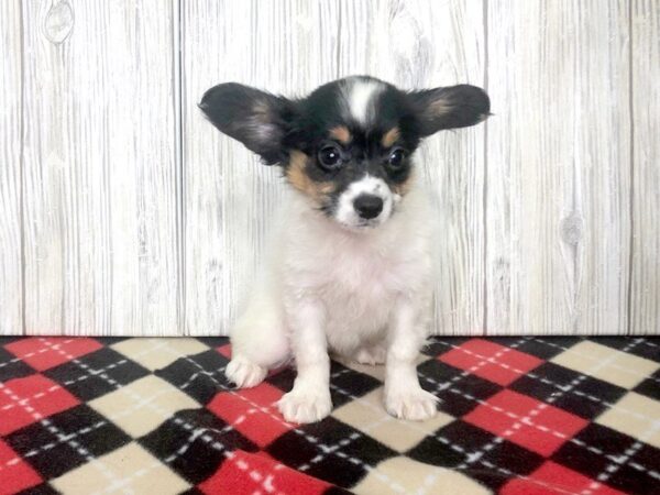 Papillon-DOG-Male-BLK WHITE-2404-Petland Hilliard, Ohio