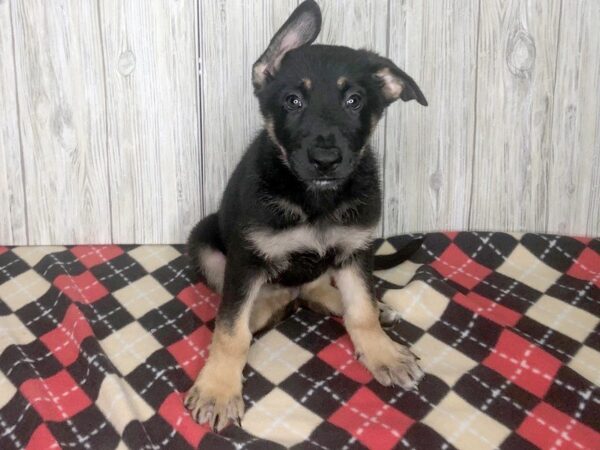 German Shepherd DOG Male Black and Tan 2401 Petland Hilliard, Ohio