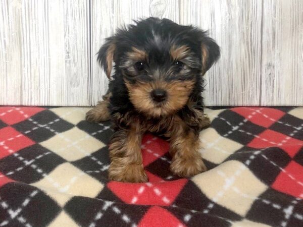 Yorkie Chon-DOG-Female-BLK TAN-2405-Petland Hilliard, Ohio