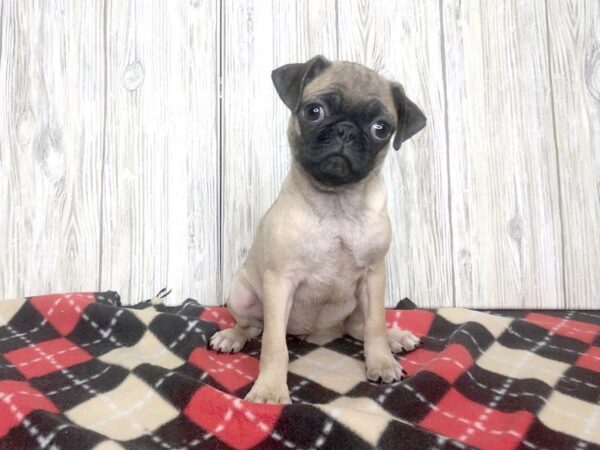 Pug-DOG-Female--2407-Petland Hilliard, Ohio