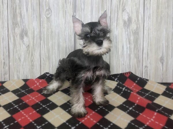 Miniature Schnauzer DOG Female Salt / Pepper 2397 Petland Hilliard, Ohio