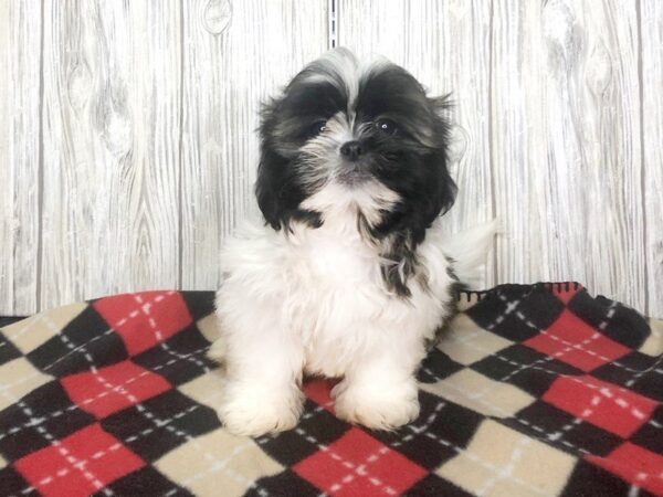 Teddy Bear-DOG-Male-Brown / White-2392-Petland Hilliard, Ohio