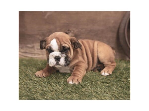 English Bulldog-DOG-Female-Red / White-2413-Petland Hilliard, Ohio