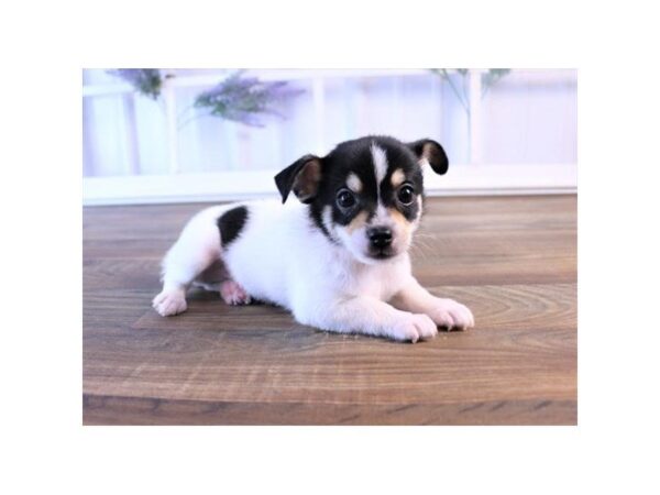 Chihuahua-DOG-Male-Black White / Tan-2412-Petland Hilliard, Ohio