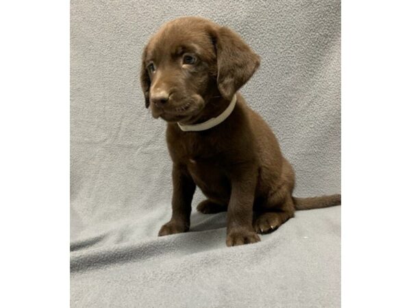 Labrador Retriever-DOG-Male-chocolate-2430-Petland Hilliard, Ohio