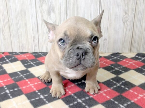 French Bulldog-DOG-Female-Blue Fawn-2410-Petland Hilliard, Ohio