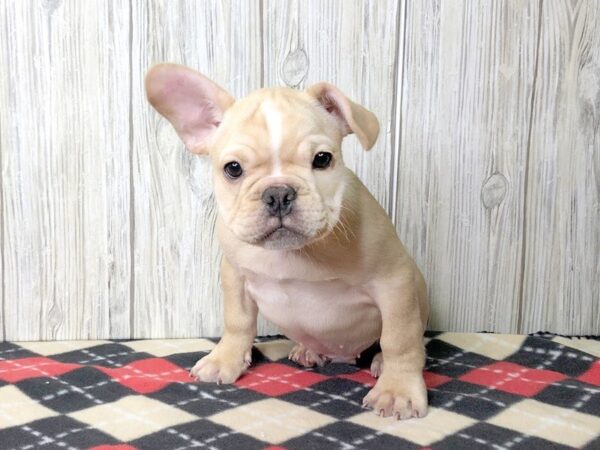 French Bulldog-DOG-Male-Cream / White-2411-Petland Hilliard, Ohio