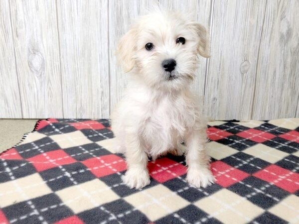 ShizaPoo-DOG-Female-Cream-2414-Petland Hilliard, Ohio