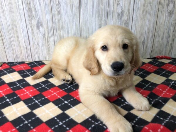 Golden Retriever-DOG-Male-Golden-2416-Petland Hilliard, Ohio