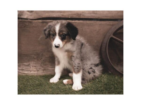 Australian Shepherd-DOG-Female-Blue Merle-2419-Petland Hilliard, Ohio