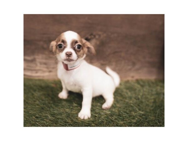 Chihuahua-DOG-Female-Fawn-2420-Petland Hilliard, Ohio