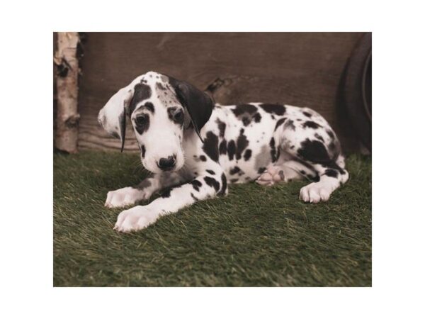 Great Dane-DOG-Female-Merlequin-2421-Petland Hilliard, Ohio