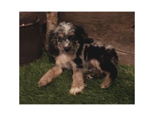 Cocker Spaniel-DOG-Male-Black / Tan-2422-Petland Hilliard, Ohio