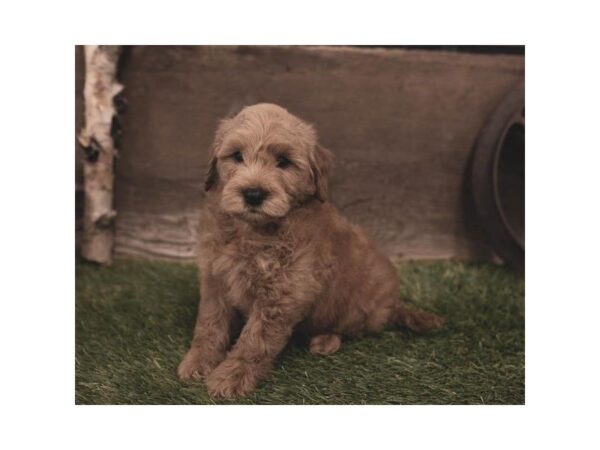 Goldendoodle Mini 2nd Gen-DOG-Male-Red-2423-Petland Hilliard, Ohio