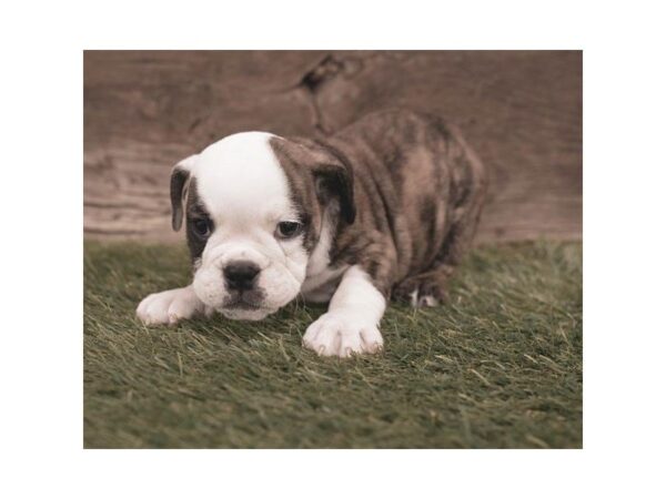 Bulldog-DOG-Female-Brindle-2424-Petland Hilliard, Ohio