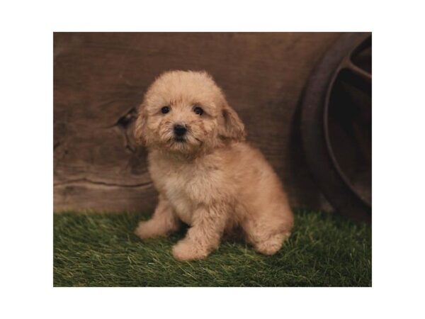 Poodle-DOG-Male-Apricot-2425-Petland Hilliard, Ohio