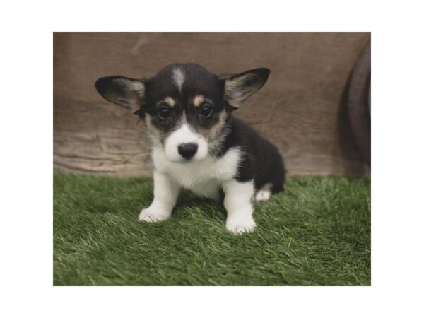 Pembroke Welsh Corgi-DOG-Female-Black White / Tan-2427-Petland Hilliard, Ohio