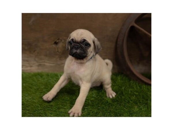 Pug-DOG-Male-Fawn-2426-Petland Hilliard, Ohio