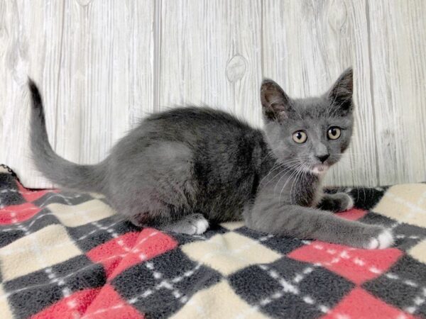 Domestic Short Hair-CAT-Female-grey-2431-Petland Hilliard, Ohio